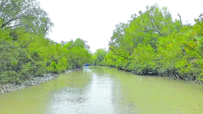 Sundarbans faces mounting threats from pollution, industry and climate change