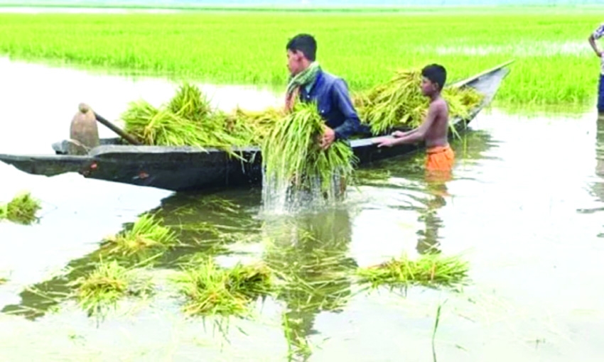 Manikganj farmers face crop damages due to heavy downpour 
