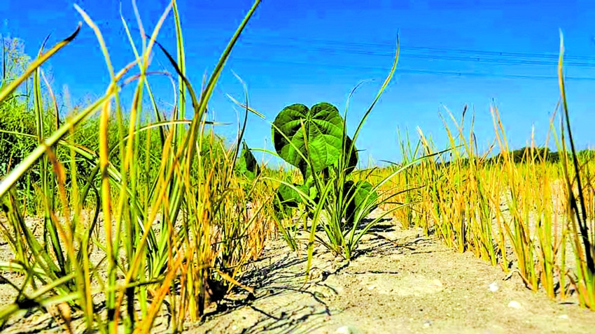 Drought scorches Italy's rice belt as water supplies hit record lows