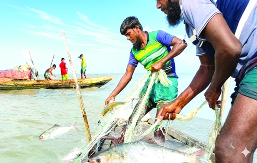 Hilsa returns to Bhola rivers, fishermen see hope after crisis