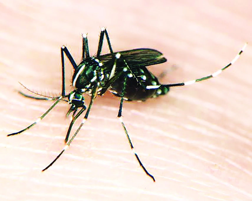Drive to Eliminate Mosquitoes Is Still Very Much Insufficient