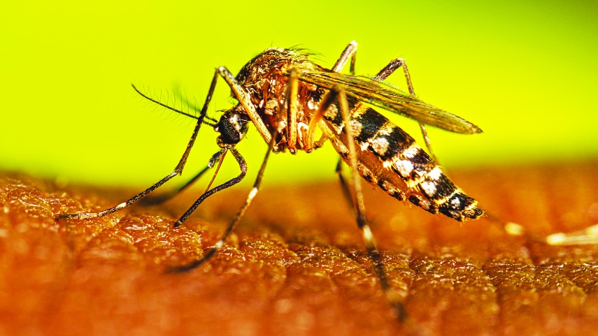 366 more hospitalised with dengue