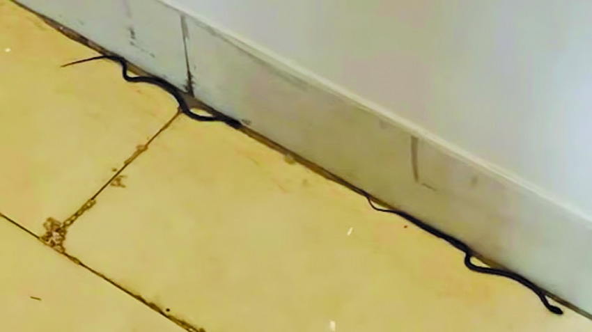 Snakes spotted on 19th floor of Secretariat, beaten to death