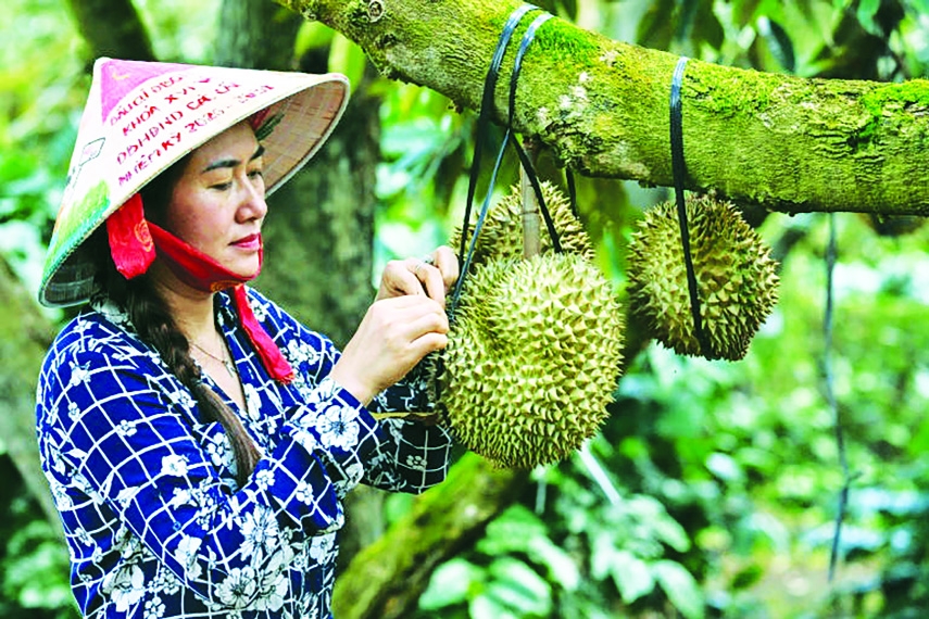 Vietnamese coffee farmers ride China's durian wave