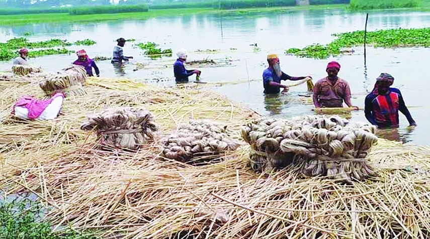 Jute sales may fetch Tk 549cr in Rajshahi this season