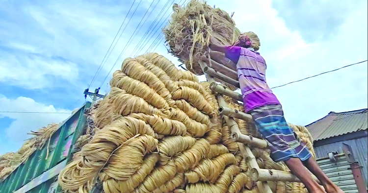 Farmers worry over fair price despite good jute yield in Faridpur