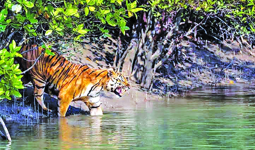We Must Protect Wildlife to Sustain Ecological Equilibrium