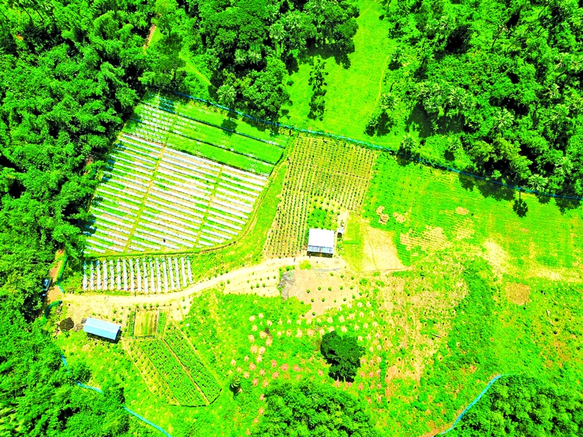 Off-season crop farming transforms agriculture in Cumilla