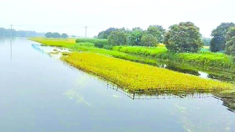 Low-lying areas in C'nawabganj inundated as rivers swell