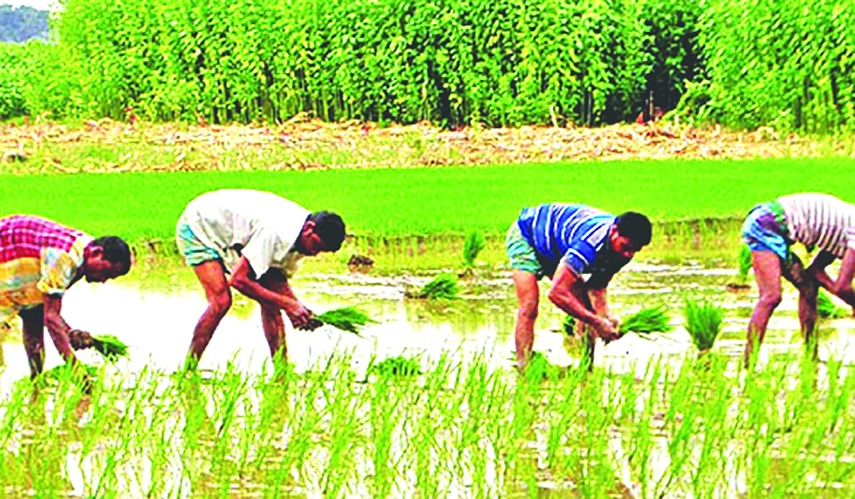 Agriculture Is Indispensable for Bangladesh's Economic Progress