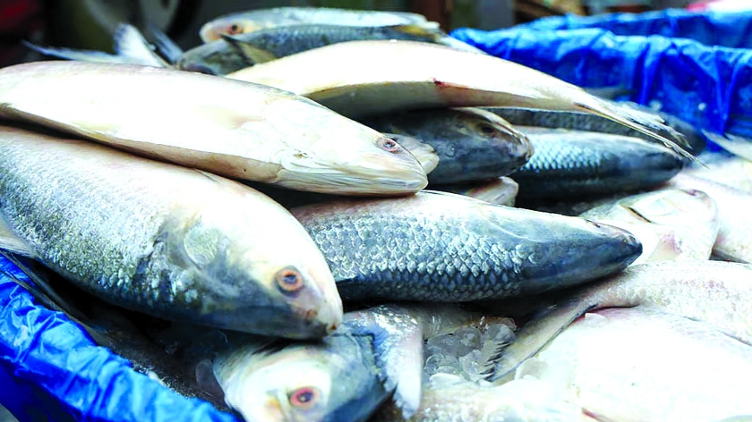 India exports hilsas to Bangladesh