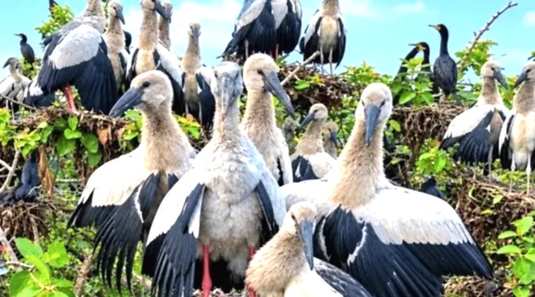 Sirajganj wetlands come alive with arrival of migratory birds