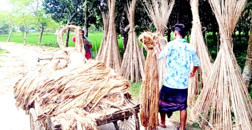 Khulna region farmers  happy for bumper yield of jute   