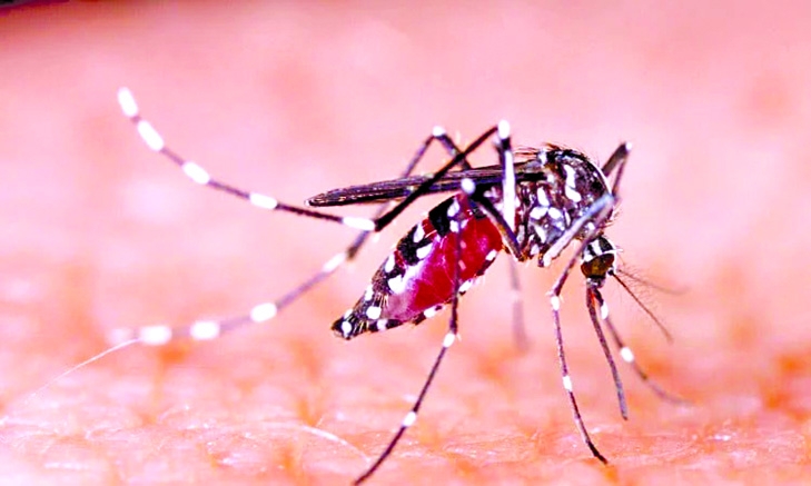 Bangladesh reports  eight more dengue deaths