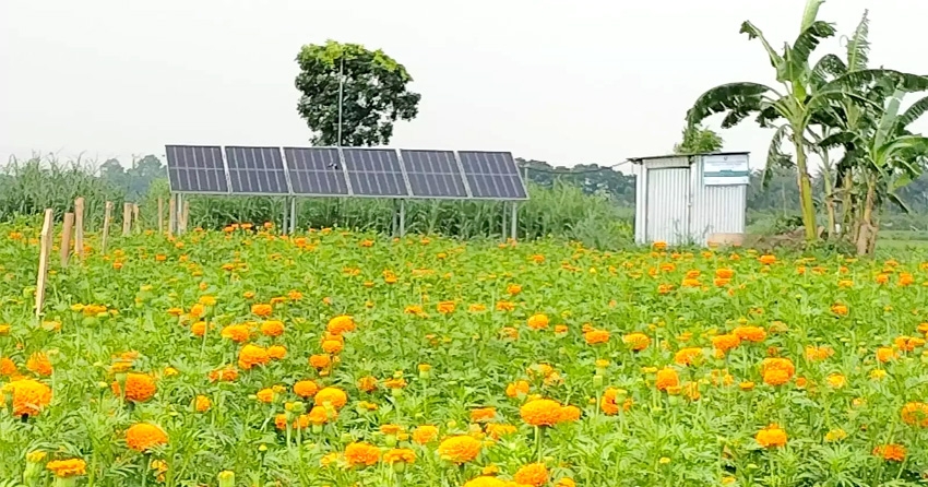 Solar irrigation brings savings, extra income to Jhenaidah farmers