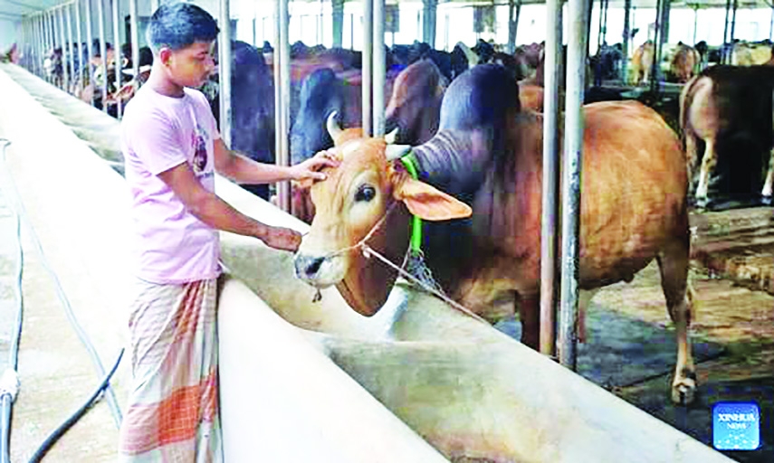 Why Bangladesh Must Rethink the Ethics of Farm Animals and Food