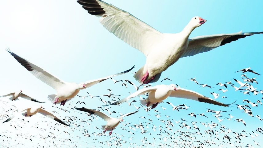 Migratory Birds Are Losing Their Way in the Sky