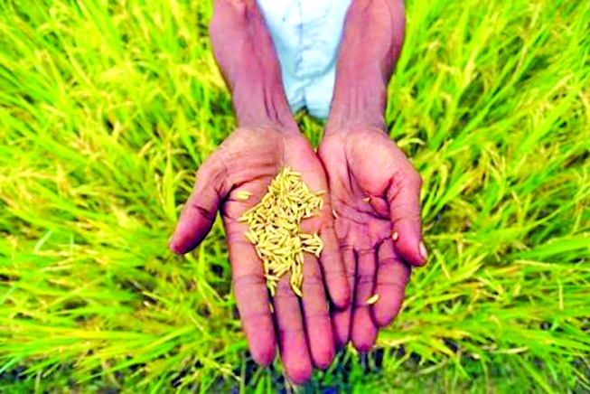 Why Not Urea Deep Placement in Rice Cultivation?