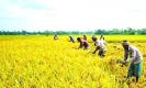 Boro harvesting gains momentum in Khulna amid weather concerns