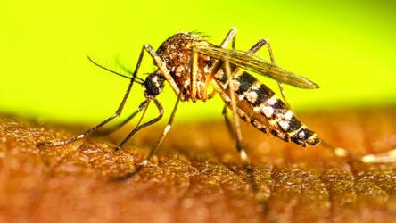 October sees highest dengue death toll in 2025