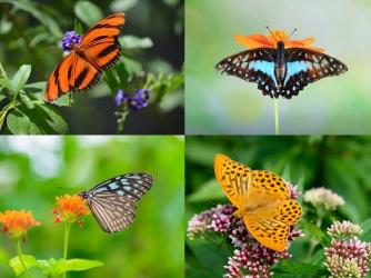 Unplanned development endangers the future of the butterfly sanctuary at JU
