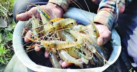 Student-led shrimp farming sparks rural aquaculture boom in Naogaon