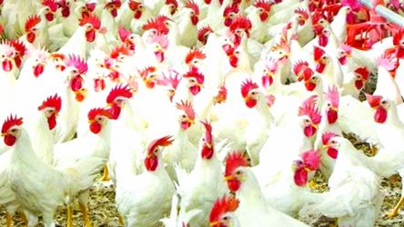 Chicken prices drop; eggs, sugar, onion get costlier