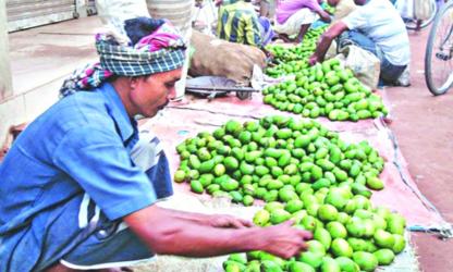 Heatwave triggers early mango drop in Rajshahi