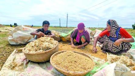 Incessant rain submerges crops, causes paddy to sprout in Sunamganj