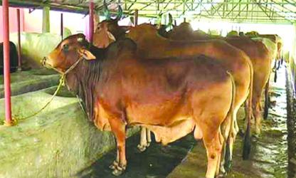Surplus of sacrificial animals expected in Patuakhali 
