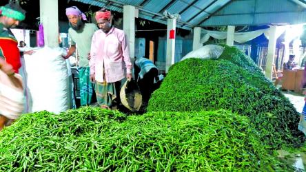 Manikganj green pepper being exported to Malaysia, Dubai