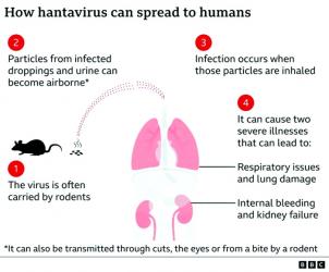 How worried  should we be about hantavirus?