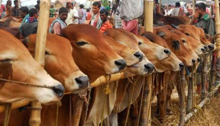 Artificial cattle fattening: what every qurbani buyer should know