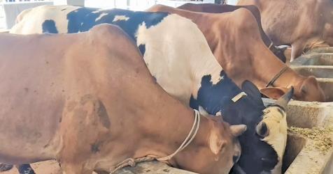 Cattle farmers worried over profits, seek curb on Indian influx