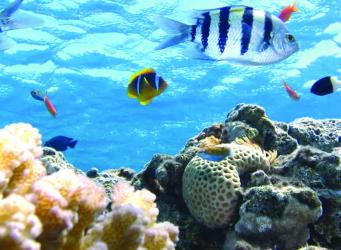 Every year 20 million tons of plastic waste leaks into aquatic ecosystems