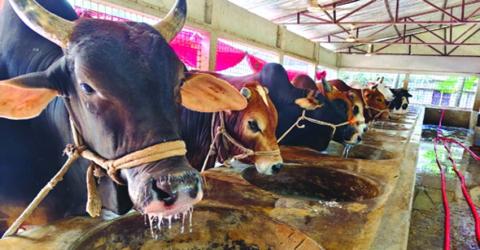 Satkhira prepares 120,000 sacrificial animals ahead of Eid