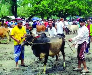 Dinajpur sees a surplus of 1.5 lakh sacrificial animals ahead of Eid