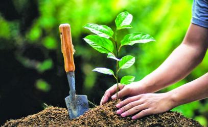 Wider Tree Plantation Is Required to Fight Air Pollution