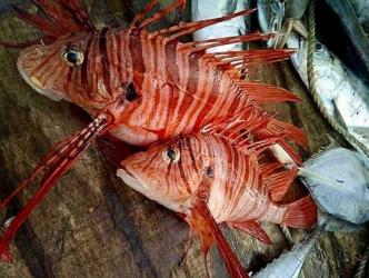 \'Lion fish\' caught in fishing nets in Bay of Bengal