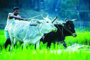 Rural People Across Bangladesh Need More Support from Banks