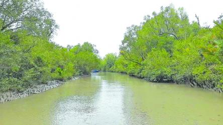Sundarbans faces mounting threats from pollution, industry and climate change