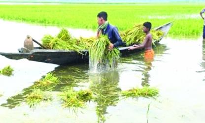 Manikganj farmers face crop damages due to heavy downpour 