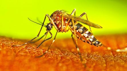 3 more die  of dengue, 580 hospitalized