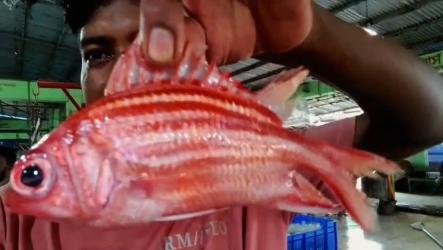 Rare 'Red Coat Fish' caught in fishing nets in Bay of Bengal