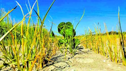 Drought scorches Italy\'s rice belt as water supplies hit record lows
