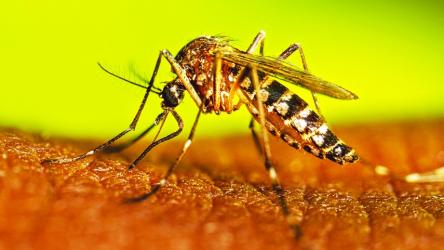 366 more hospitalised with dengue