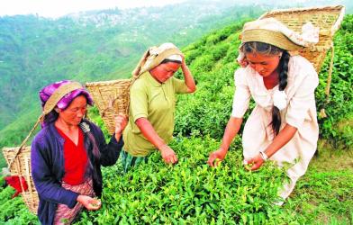 Grievances and Deprivations of Tea Garden Workers