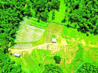 Off-season crop farming transforms agriculture in Cumilla