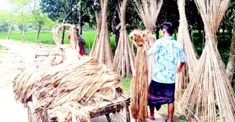 Khulna region farmers  happy for bumper yield of jute   