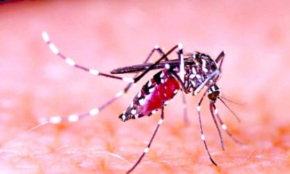 Bangladesh reports  eight more dengue deaths